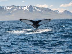 Cola de ballena en Islandia