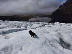 Corvo no glaciar Vatnajökull