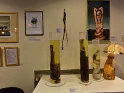 Exposição da Faloteca