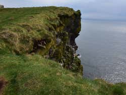 Papagaios-do-mar em Látrabjarg