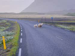 Ovejas cruzando la Ring Road