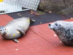 Zoológico de Reykjavík