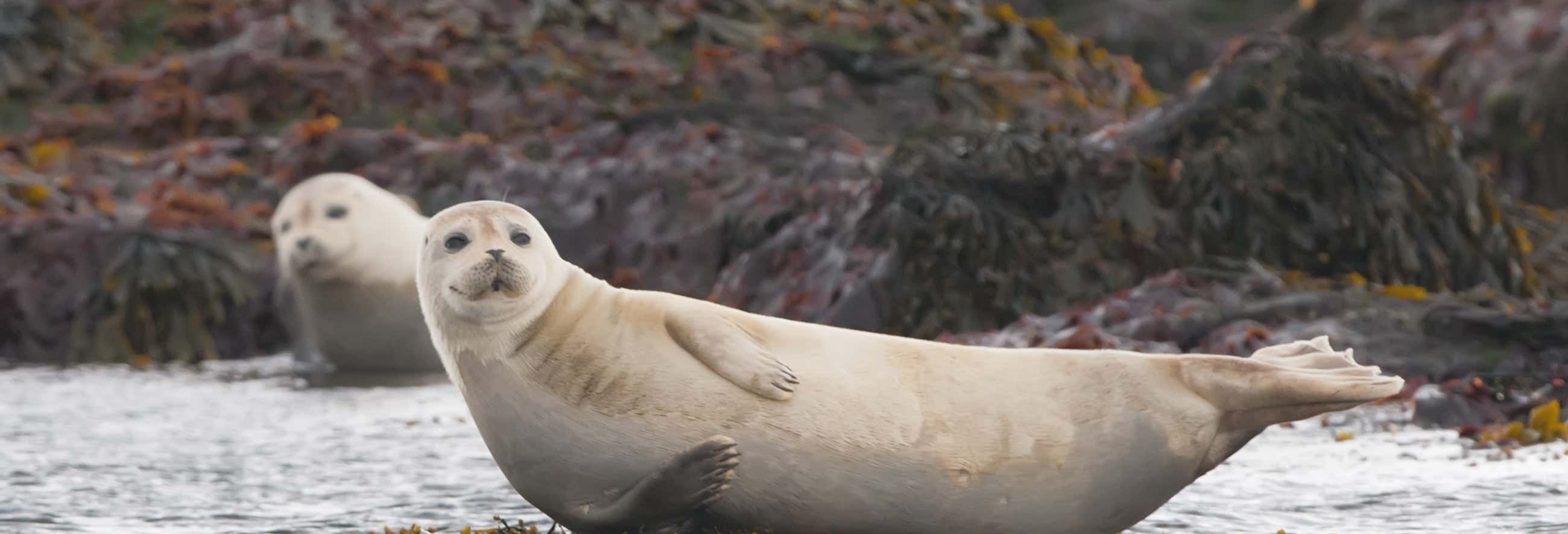 Avistamiento de focas en Raudasandur
