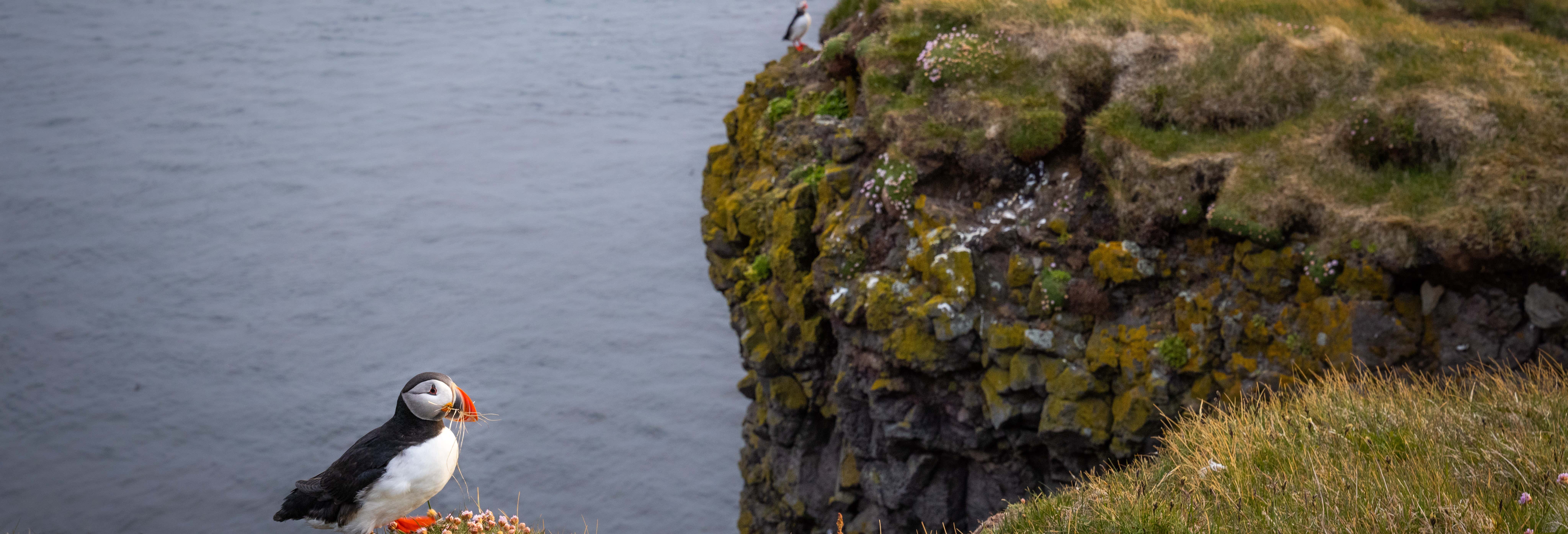 Trekking por Látrabjarg