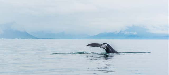 Avvistamento di balene