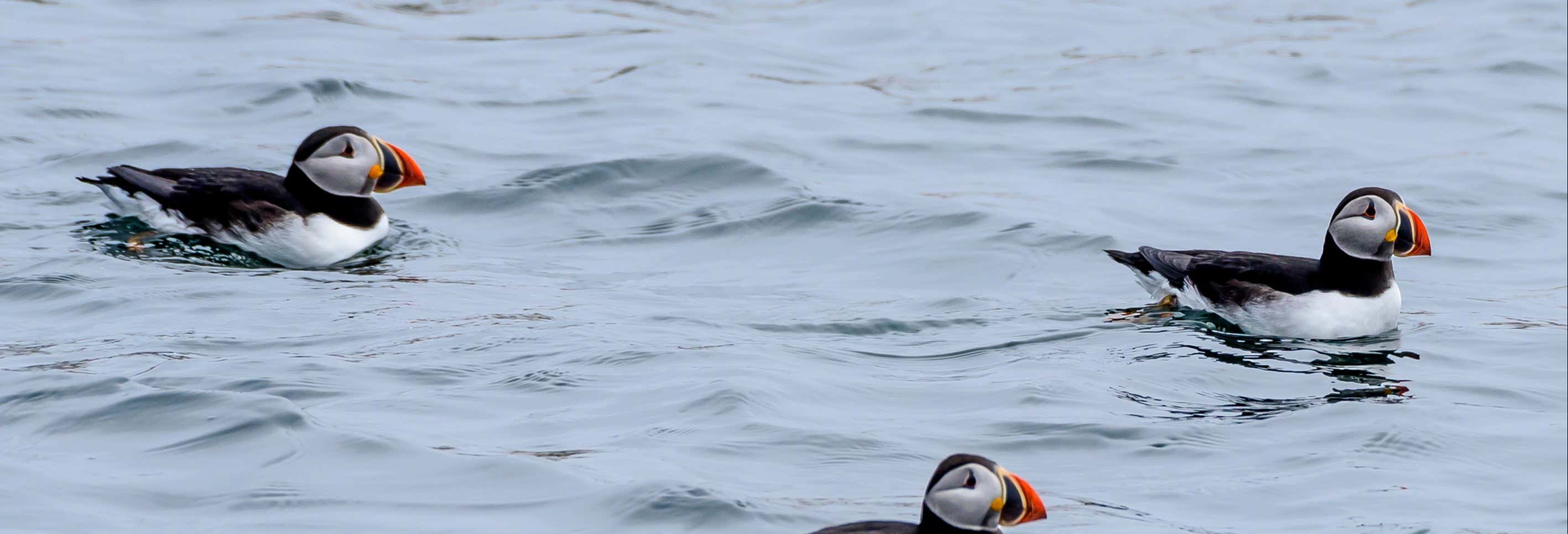 Avistamento de papagaios-do-mar em Reykjavík