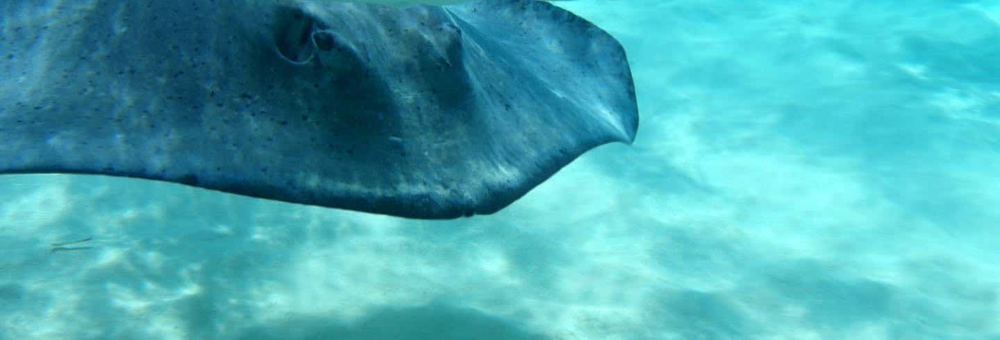 Excursión a West Bay y nado con mantarrayas