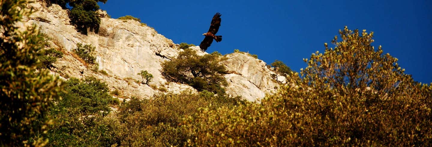 Avistamiento de aves