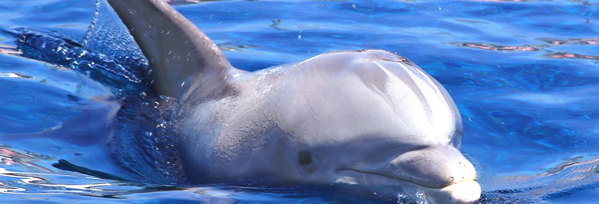 Observation de dauphins et de baleines