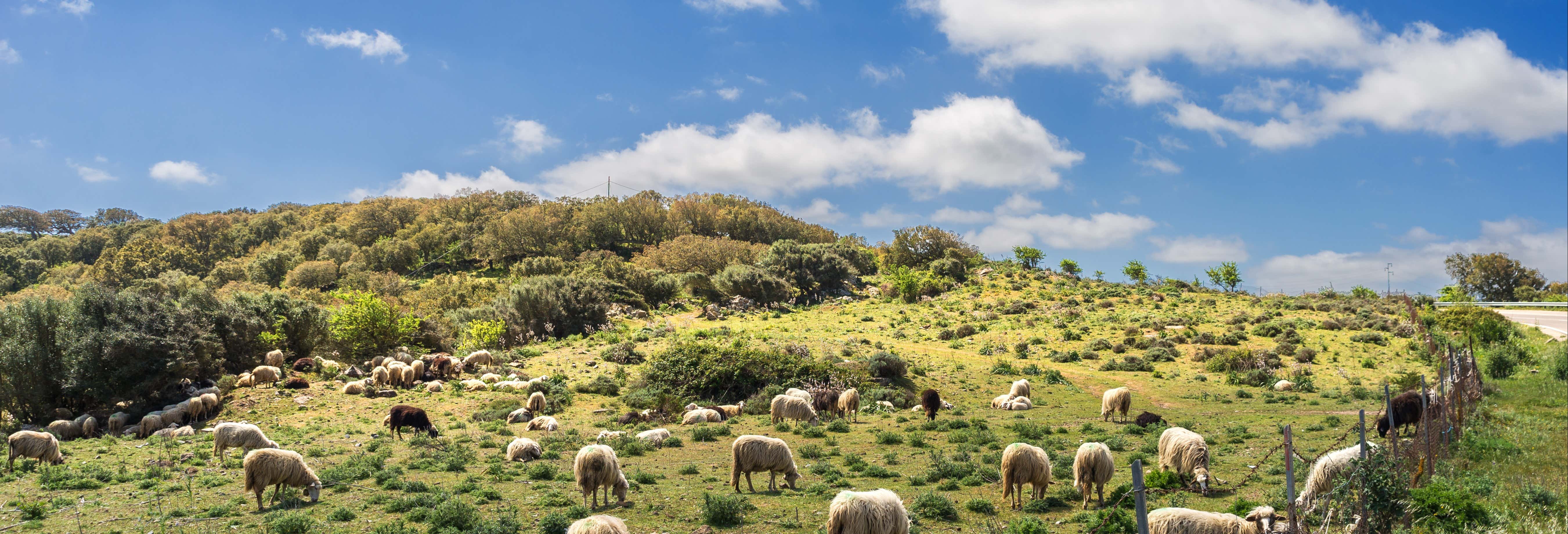 Excursión a una granja típica de Cerdeña