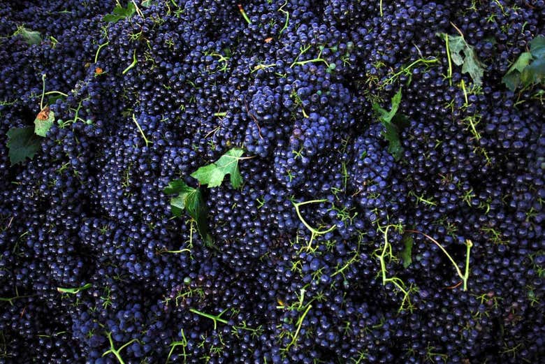 Tour privado a una bodega de Lambrusco de Parma - Civitatis.com