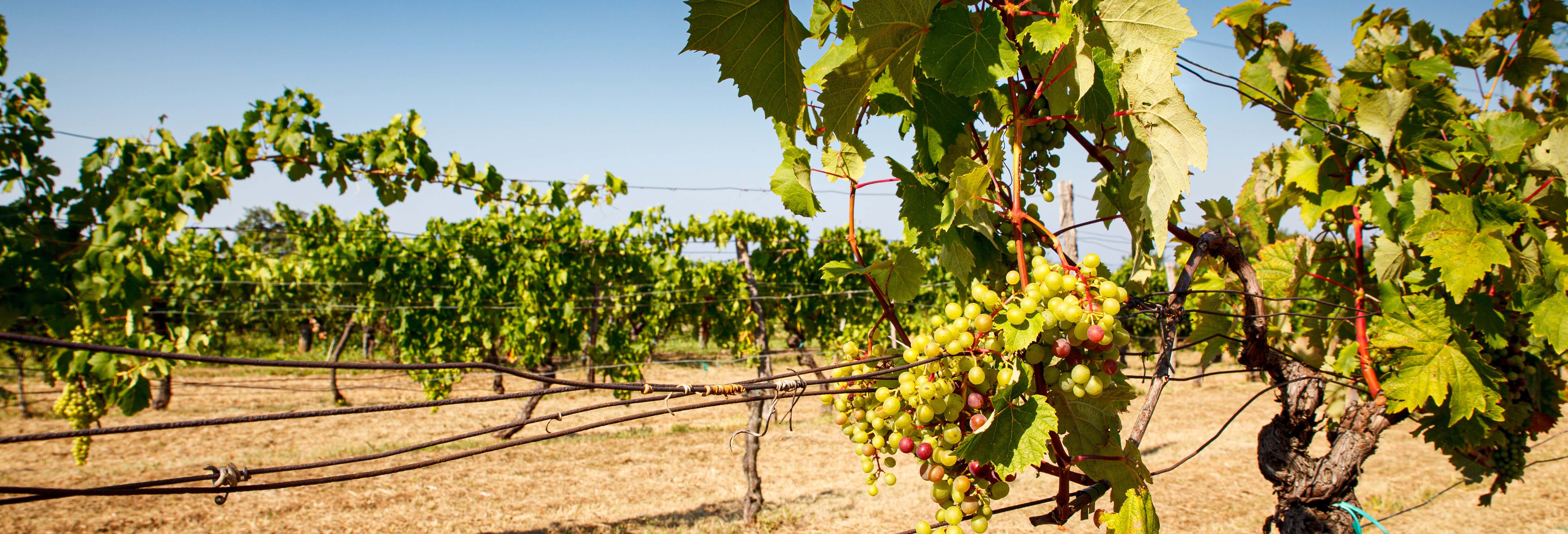 Degustação de vinhos em Trieste
