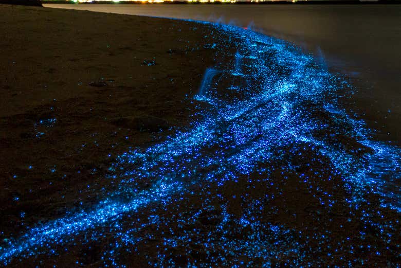 Luminous Lagoon Night Cruise, Negril