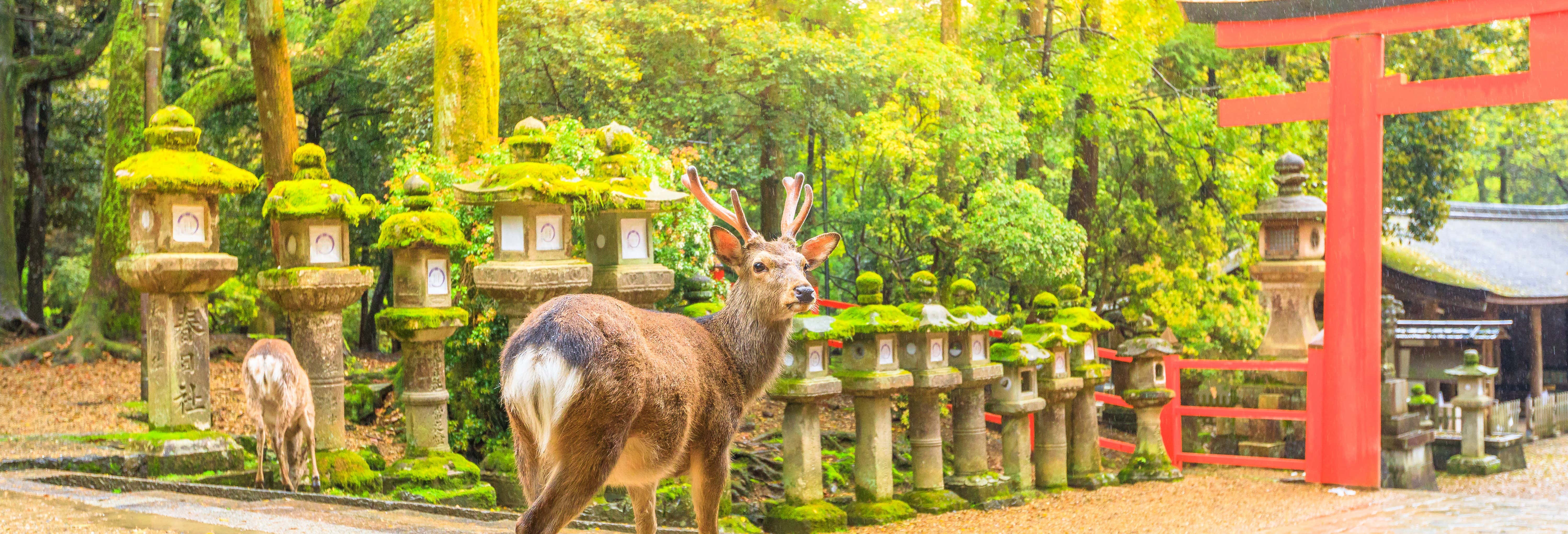 Excursión a Nara
