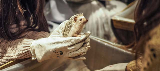 Harajuku Animal Cafe