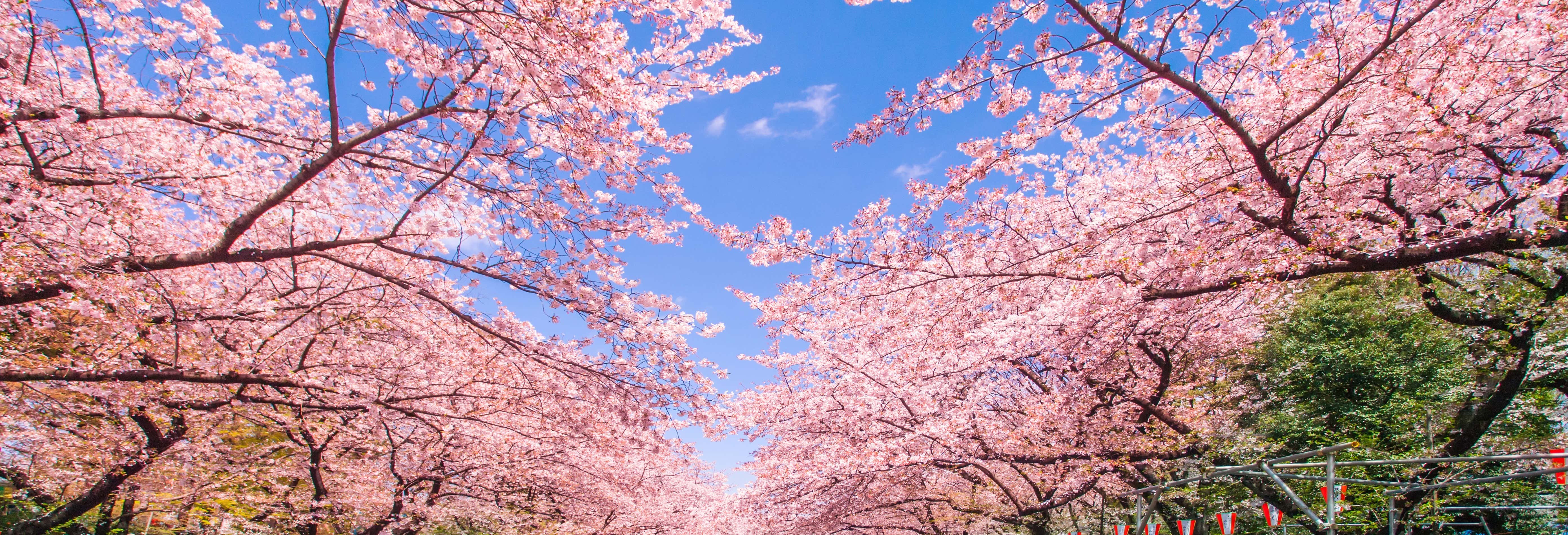 Cerejeiras em flor + Passeio de barco pelo rio Sumida