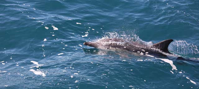 Avistamiento de delfines + Snorkel en la isla Wasini