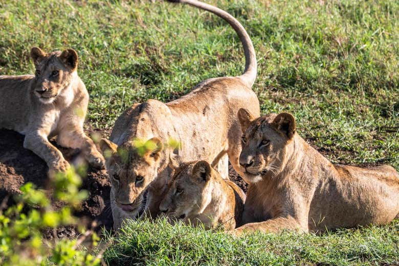 Safari por el Parque Nacional de Tsavo East, Mombasa