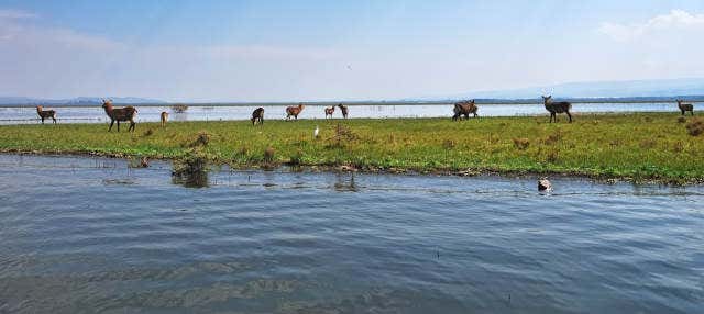 Excursion au lac Naivasha