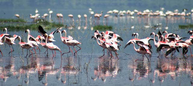 Excursión al lago Nakuru