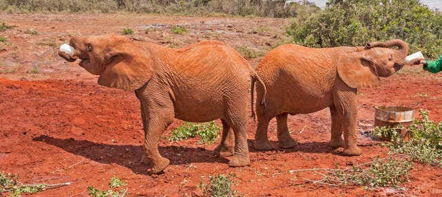 Excursão ao orfanato de elefantes David Sheldrick