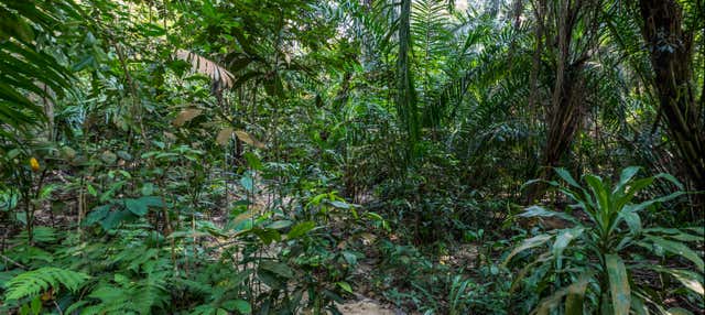 Kuala Lumpur Jungle Day Trip