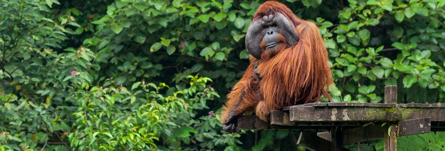 Excursión a Kubah + Matang Wildlife Centre