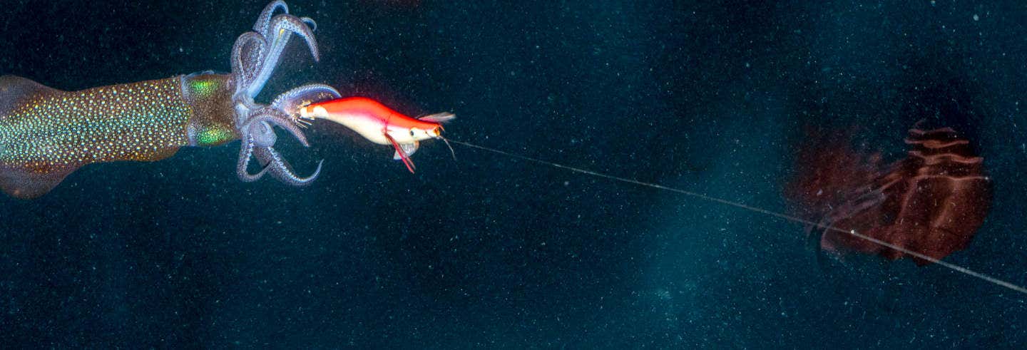 Pesca noturna em Dhiffushi