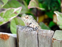 Lagarto espiando