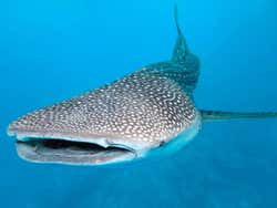 Tiburon Ballena