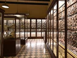 Ossos expostos no museu de Għar Dalam