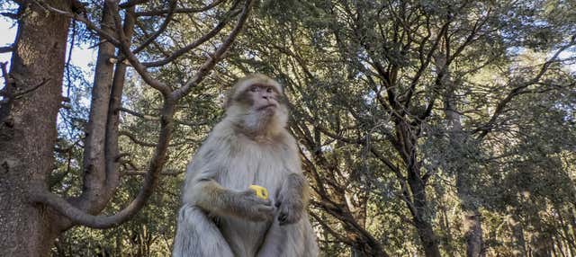 Excursion à Séfrou, Bhalil, Ifrane et Azrou