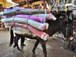 Burro transportando alfombras