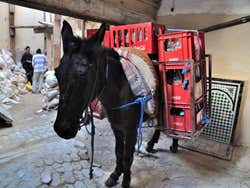 Burro de Coca Cola