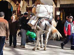Burro de transporte