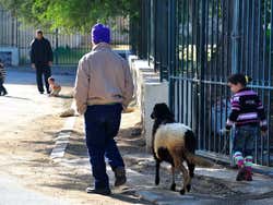 Niña paseando un cordero