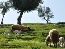 Ovejas cerca del Borj Sud