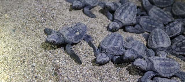 Observation nocturne de tortues