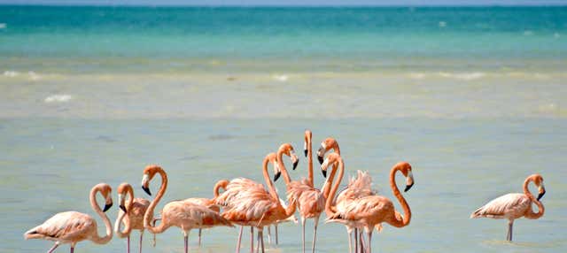 Excursion sur l'île d'Holbox