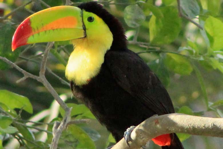 Tucan