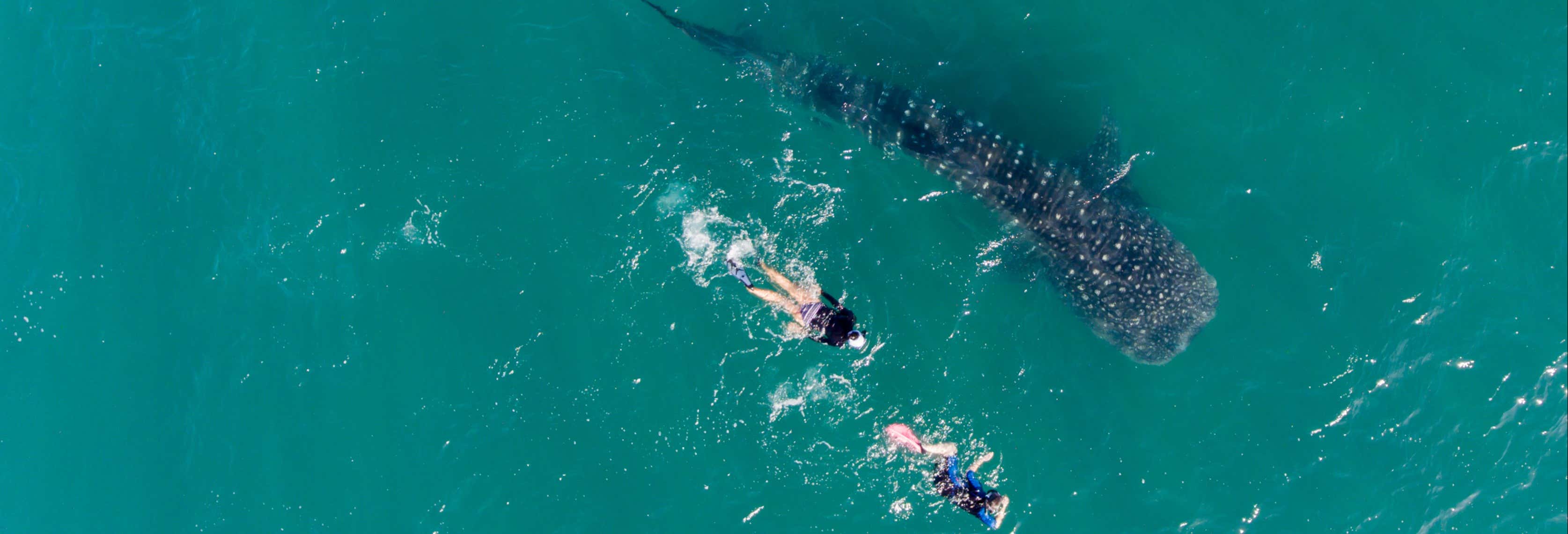 Nado con tiburones ballena + Isla Mujeres