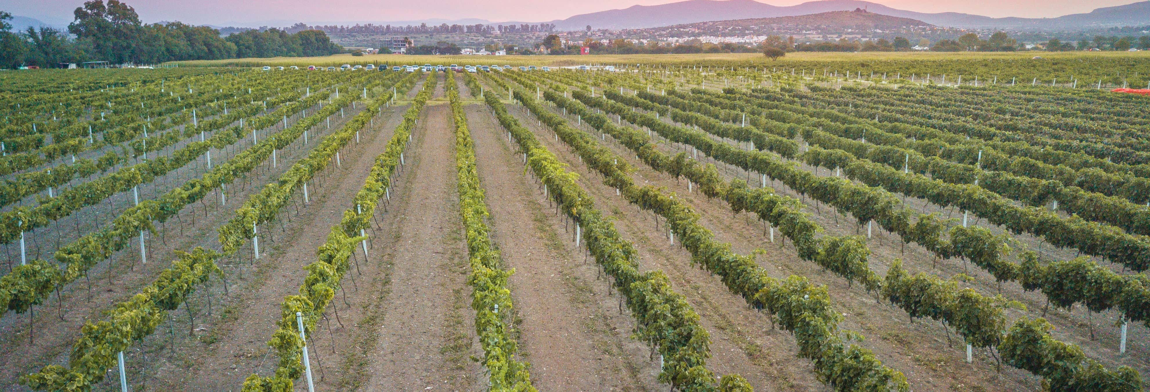 Excursión a Bernal + Degustación de vinos