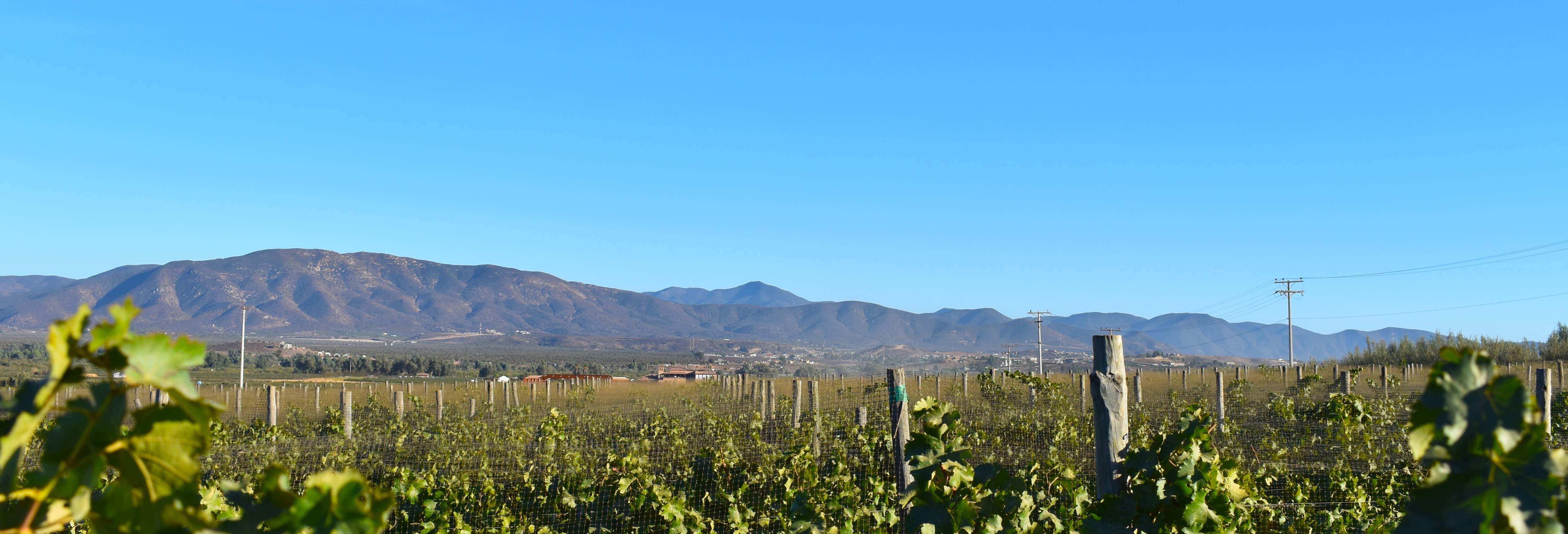 Ruta del vino por el Valle de Guadalupe