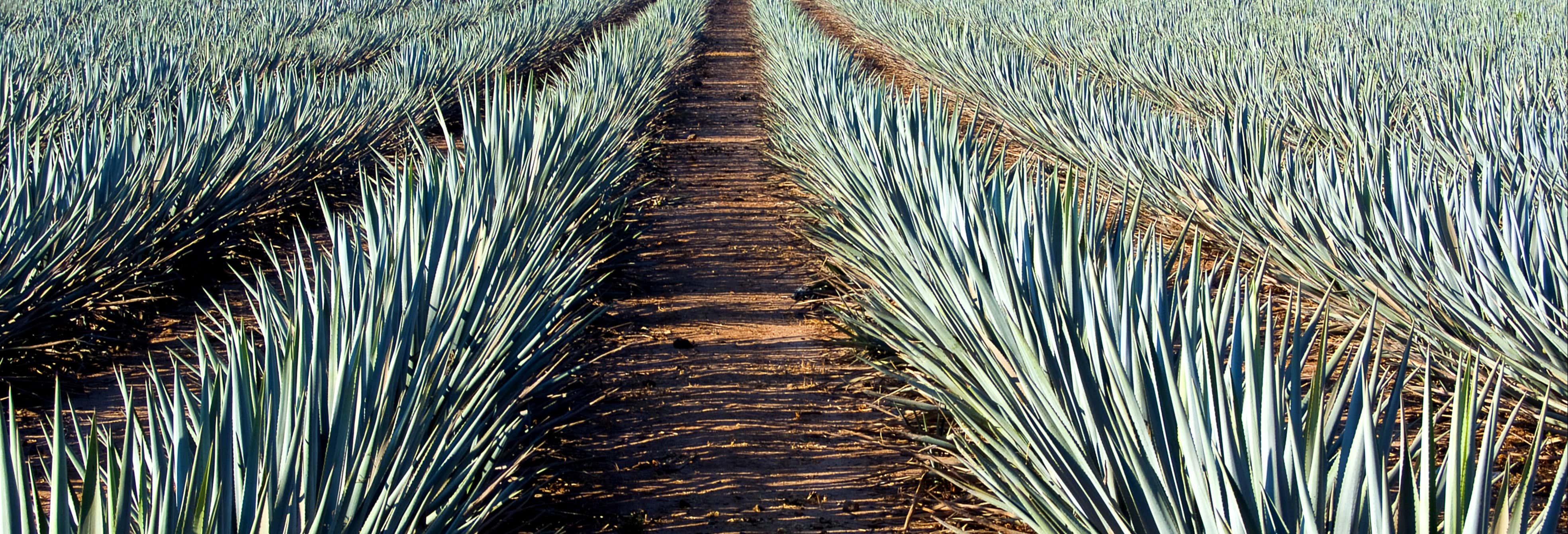 Excursión a Tequila
