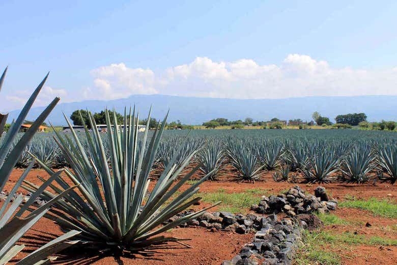 Excursión a Tequila desde Guadalajara Reserva en