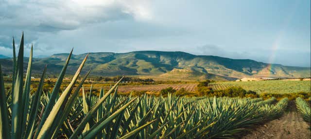 Tour del tequila