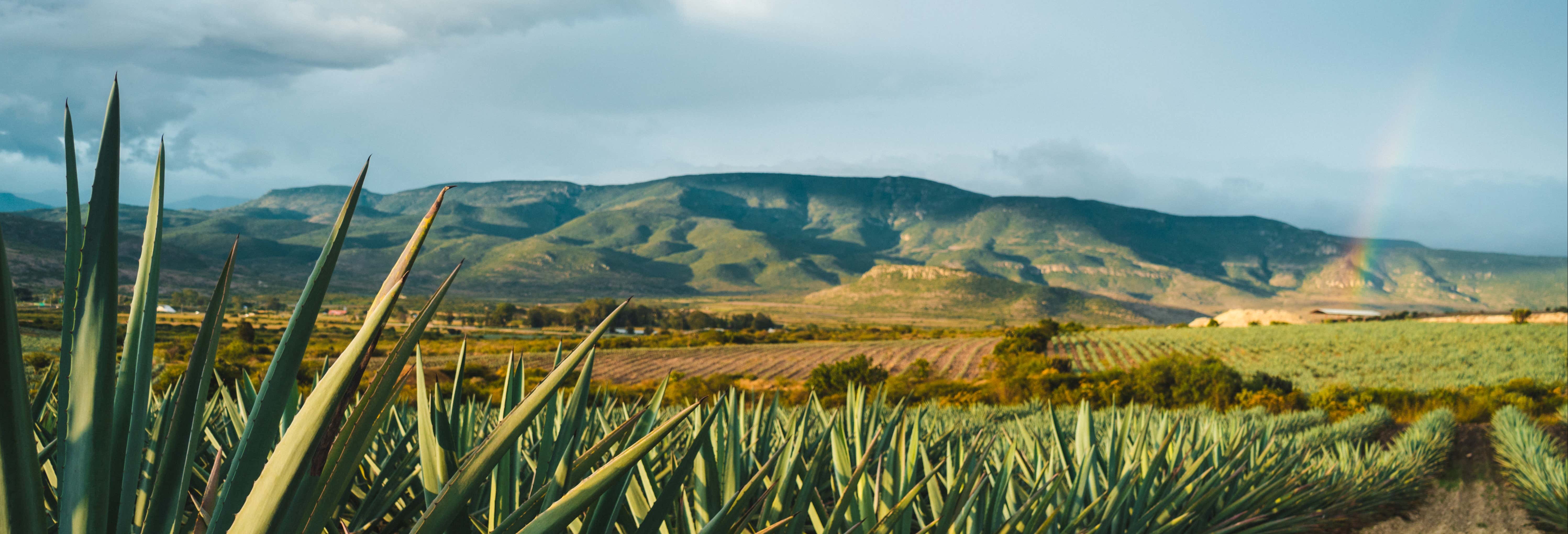 Tour del tequila