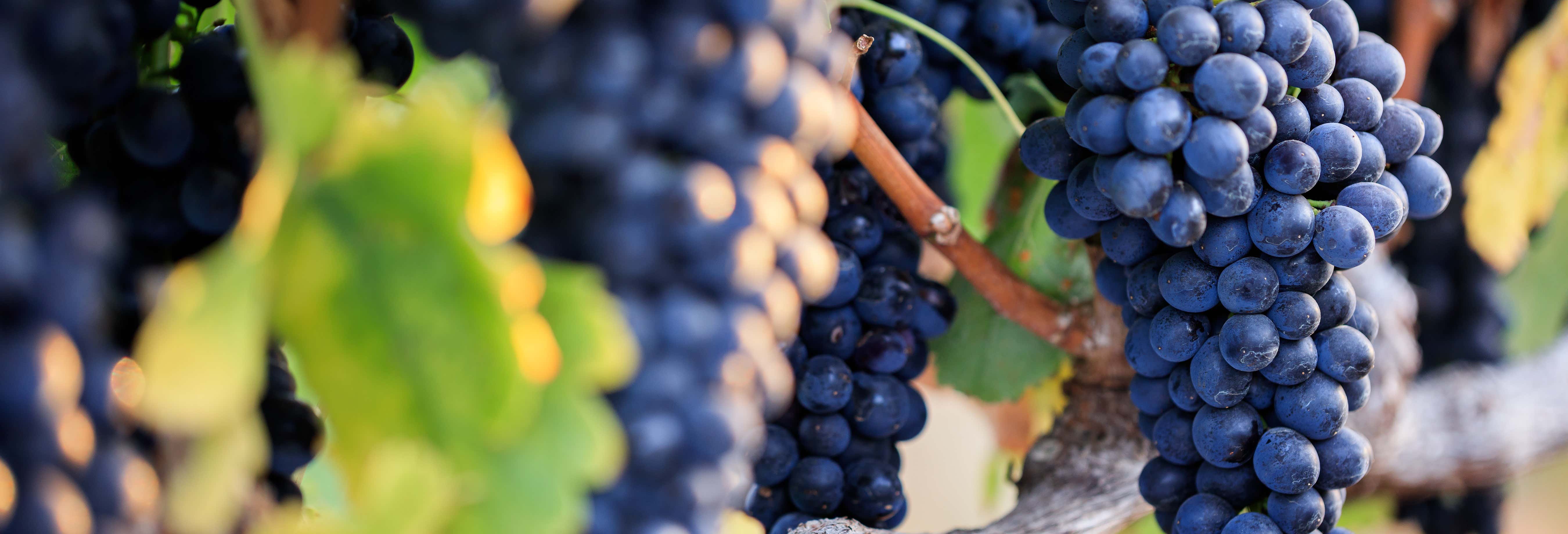 Tour del vino por Guanajuato