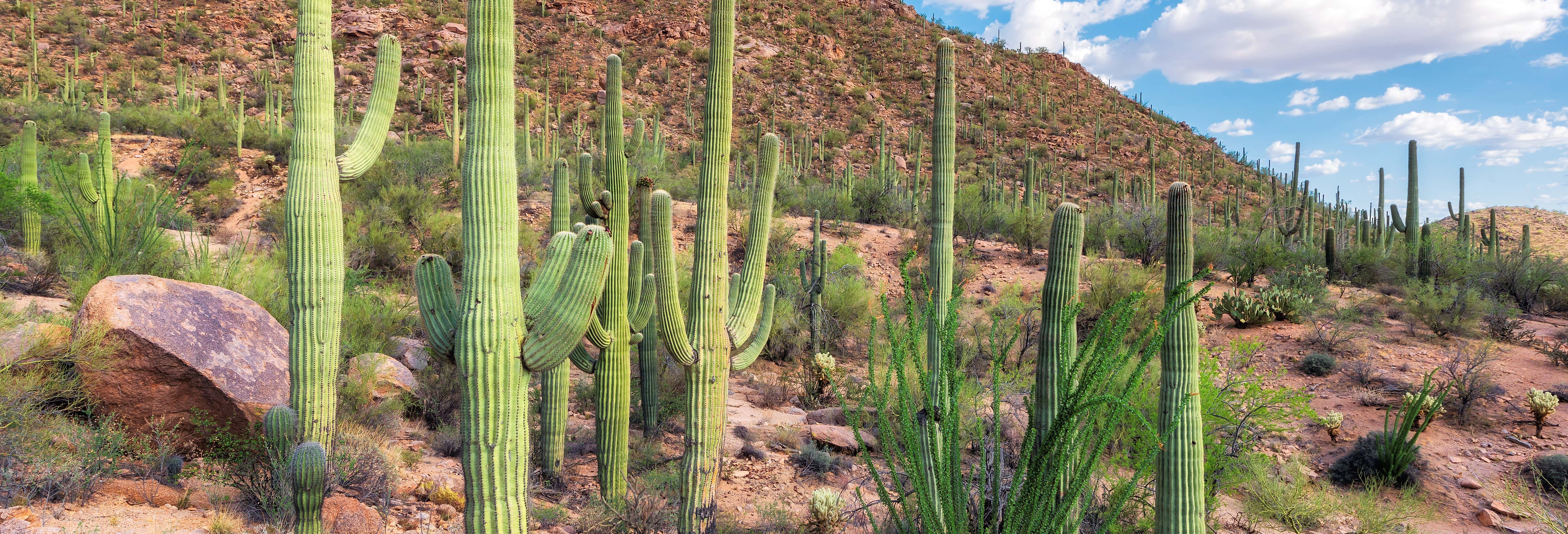Tour de 3 días por el desierto de Sonora