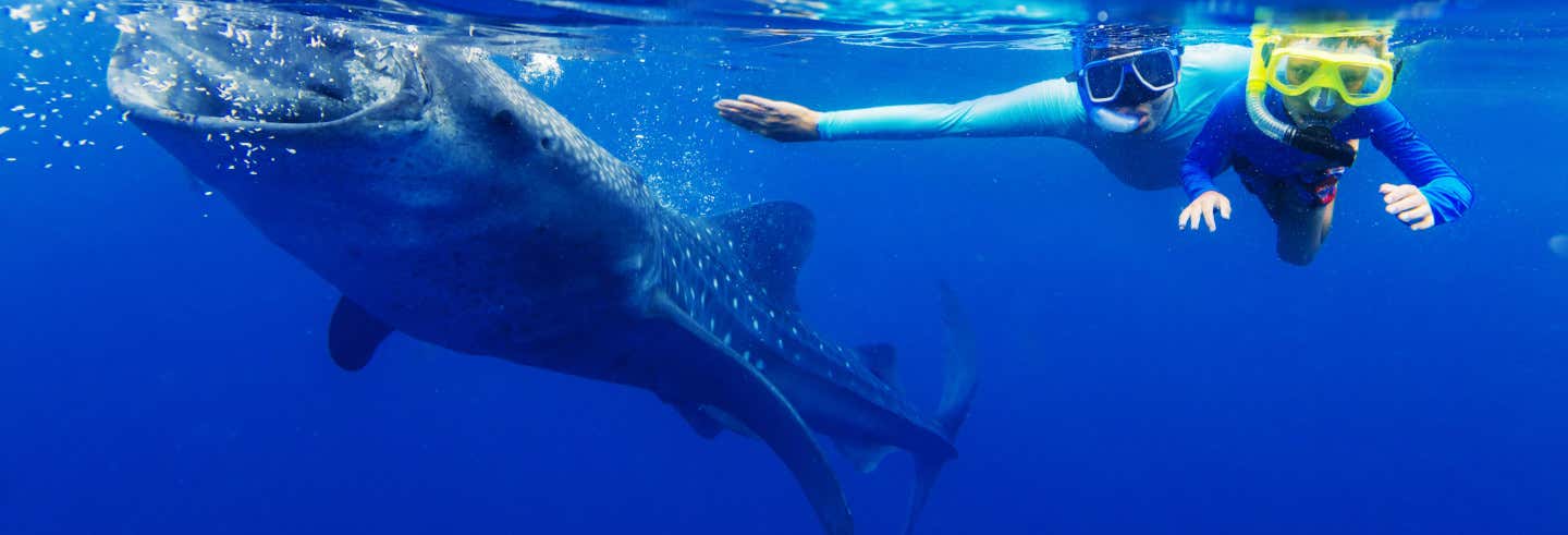 Swimming With Whale Sharks In La Paz Book At Civitatis Com